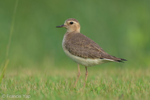 Oriental Plover-250416-103FRYAP-FYA06521-W.jpg