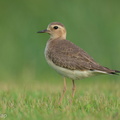 Oriental Plover-250416-103FRYAP-FYA06521-W.jpg