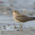 Oriental Pratincole-161212-107EOS1D-F1X29155-W.jpg