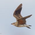 Oriental Pratincole-161212-107EOS1D-F1X29262-W.jpg
