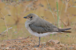 Oriental Pratincole-191015-100MSDCF-FYP09268-W.jpg