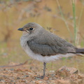 Oriental Pratincole-191015-100MSDCF-FYP09268-W.jpg
