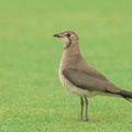 Oriental Pratincole-191209-107MSDCF-FYP03680-W.jpg