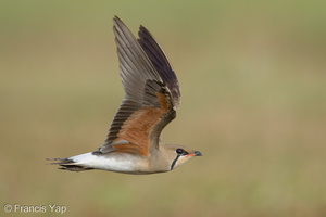Oriental Pratincole-210311-104MSDCF-FRY03478-W.jpg