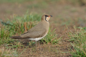 Oriental Pratincole-210311-104MSDCF-FRY03641-W.jpg
