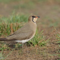 Oriental Pratincole-210311-104MSDCF-FRY03641-W.jpg