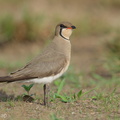 Oriental Pratincole-210311-104MSDCF-FRY03938-W.jpg