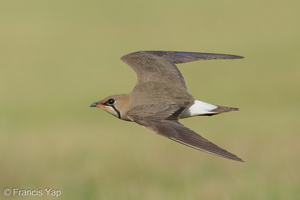 Oriental Pratincole-210311-104MSDCF-FRY04431-W.jpg