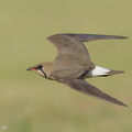 Oriental Pratincole-210311-104MSDCF-FRY04431-W.jpg