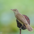 Oriental Reed Warbler-190504-117ND500-FYP_0862-W.jpg