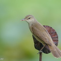 Oriental Reed Warbler-190504-117ND500-FYP_0880-W.jpg