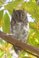 Oriental Scops Owl-170111-109EOS1D-F1X20989-W.jpg