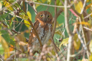 Oriental Scops Owl-170111-109EOS1D-F1X21852-W.jpg