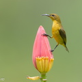 Ornate Sunbird-140119-113EOS1D-FY1X1301-W.jpg