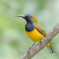 Ornate Sunbird-171230-107ND500-FYP_1780-W.jpg