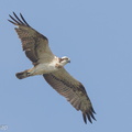 Osprey-160330-103EOS7D-FY7D3821-W.jpg
