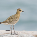 Pacific Golden Plover-161024-106EOS1D-F1X22771-W.jpg
