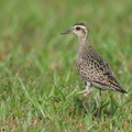 Pacific Golden Plover-220917-154MSDCF-FYP03999-W.jpg