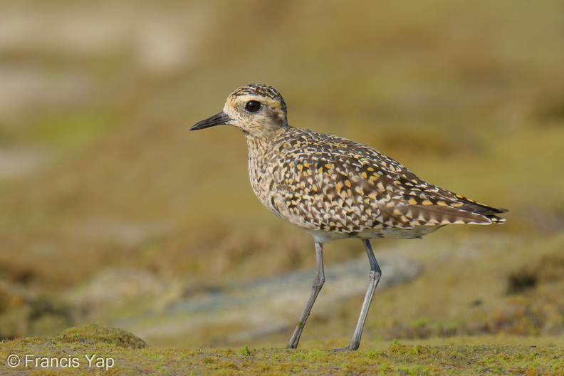 Pacific_Golden_Plover-260324-166FRYAP-FYA03492-W.jpg