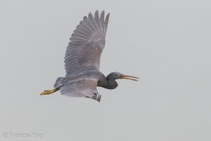 Pacific Reef Heron-120919-101EOS1D-FY1X7540-W.jpg