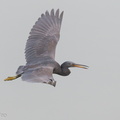 Pacific Reef Heron-120919-101EOS1D-FY1X7540-W.jpg