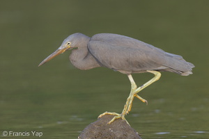 Pacific Reef Heron-140915-118EOS1D-FY1X1256-W.jpg
