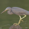 Pacific Reef Heron-140915-118EOS1D-FY1X1256-W.jpg