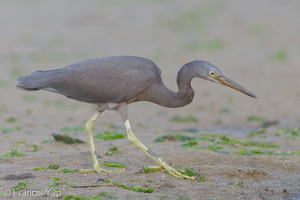 Pacific Reef Heron-140915-118EOS1D-FY1X1483-W.jpg