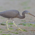 Pacific Reef Heron-140915-118EOS1D-FY1X1483-W.jpg