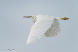 Pacific Reef Heron-200906-117MSDCF-FYP02693-W.jpg
