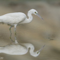 Pacific Reef Heron-211003-121MSDCF-FRY08076-W.jpg