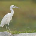 Pacific Reef Heron-211003-121MSDCF-FRY08508-W.jpg