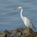 Pacific Reef Heron-240430-226MSDCF-FYP07409-W.jpg