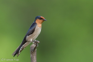 Pacific Swallow-100627-101EOS7D-IMG_1394-W.jpg