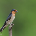 Pacific Swallow-100627-101EOS7D-IMG_1394-W.jpg