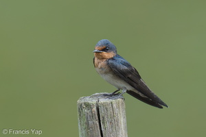 Pacific Swallow-250622-112FRYAP-FYA03373-W.jpg