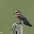 Pacific Swallow-250622-112FRYAP-FYA03373-W.jpg