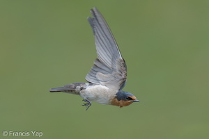 Pacific Swallow-250622-112FRYAP-FYA03437-W.jpg