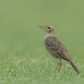Paddyfield Pipit-120129-107EOS1D-FYAP9885-W.jpg