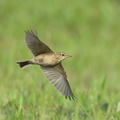 Paddyfield Pipit-211229-134MSDCF-FRY03793-W.jpg