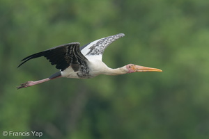Painted Stork-200829-116MSDCF-FYP08056-W.jpg