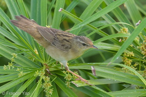 Pallas's Grasshopper Warbler-140219-114EOS1D-FY1X2511-W.jpg
