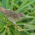 Pallas's Grasshopper Warbler-140219-114EOS1D-FY1X2511-W.jpg