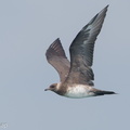 Parasitic Jaeger-180303-107ND500-FYP_9352-W.jpg