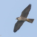 Peregrine Falcon-160326-103EOS7D-FY7D2435-W.jpg