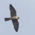 Peregrine Falcon-160328-103EOS7D-FY7D3240-W.jpg