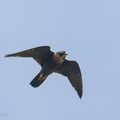 Peregrine Falcon-211021-124MSDCF-FRY05130-W.jpg