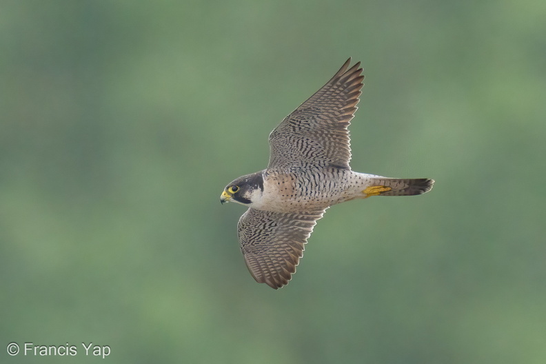 Peregrine_Falcon-240215-215MSDCF-FYP02823-W.jpg