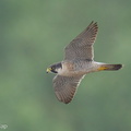 Peregrine Falcon-240215-215MSDCF-FYP02823-W.jpg