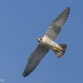 Peregrine Falcon-240317-219MSDCF-FYP03911-W.jpg